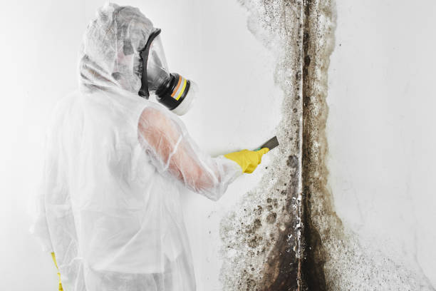 Best Mold Removal Specialists  in Old Miakka, FL