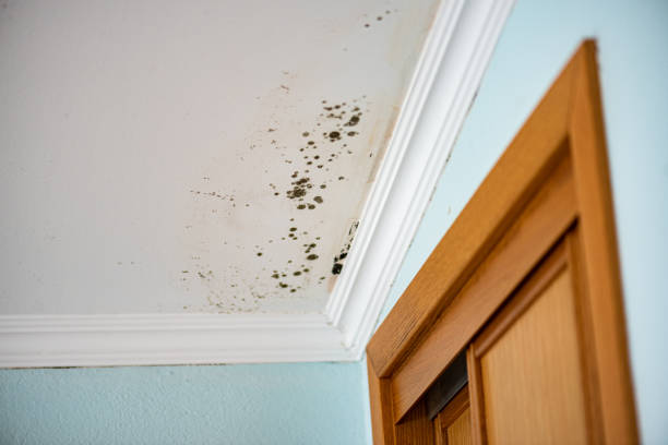 Best Attic Mold Removal  in Old Miakka, FL