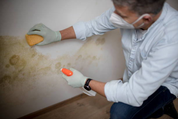 Best Toxic Mold Removal  in Old Miakka, FL