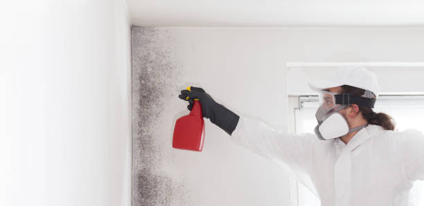 Best Mold Damage Repair  in Old Miakka, FL