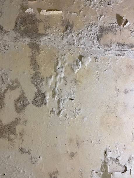 Best Toxic Mold Removal  in Old Miakka, FL