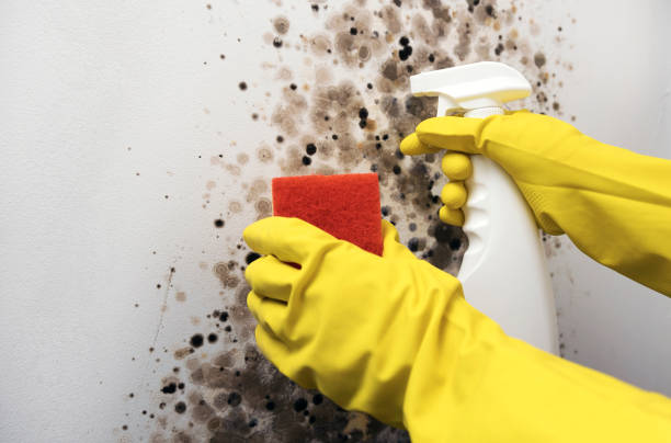 Best Local Mold Removal Service  in Old Miakka, FL