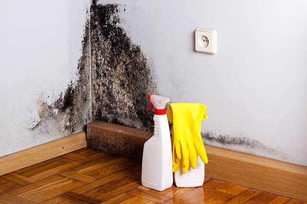 Best Professional Mold Removal  in Old Miakka, FL