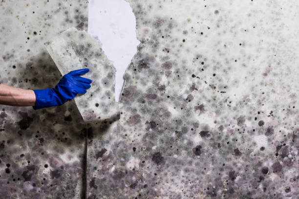 Best Local Mold Removal Service  in Old Miakka, FL