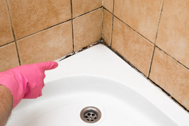 Best Black Mold Removal  in Old Miakka, FL